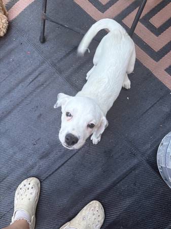Hembra cachorra pequeña y tierna (Navarre)63836589584899121