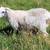 Sheep - meat, weed eater, wool 2 thumbnail