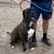 Cane corso mixed with german shepard puppies 5 thumbnail