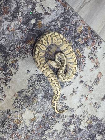 Ball pythons (Tacoma)63684398586755123