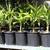 Palm Trees - Windmill Palm (Trachycarpus Fortunei) 4 thumbnail