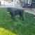 Beautiful Akc Cane Corso Pups 3 thumbnail
