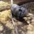 Marrano/ Pig 1 thumbnail