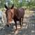 Missouri Fox trotter 1 thumbnail