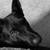 German Shepard mix 4 thumbnail