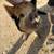 Kune kune piglets 17 thumbnail