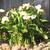 White Calla Lily Bulbs 1 thumbnail