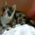 One Female Calico One Black Male Kitten 3 thumbnail