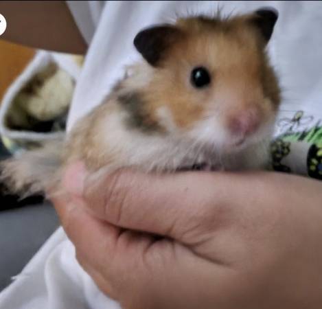 male syrian hamster (Oklahoma City)63681505683459121