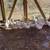 DUCKS 1 thumbnail