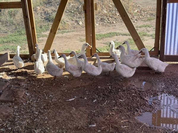 DUCKS 1
