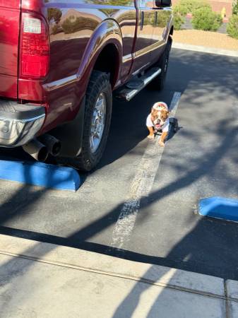 Cachorro de bulldog inglés micro (Las Vegas NV)63907185185923123