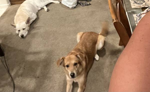 My boys need a new home. Husky Shepherd mix and a Shepherd hound mix. (Rio Linda)63679359570307121
