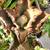 Mature Succulents For Landscaping 6 thumbnail