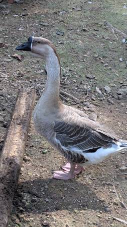 African Geese 1