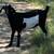 Female Goats 4 thumbnail