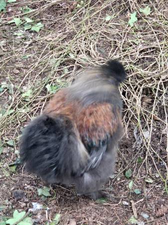 Silkie rooster 1