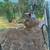 Land Clearing, Forestry Mulching, Stump Removal, Site Prep 4 thumbnail