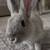 Meet Julieka | Rabbit 1 thumbnail