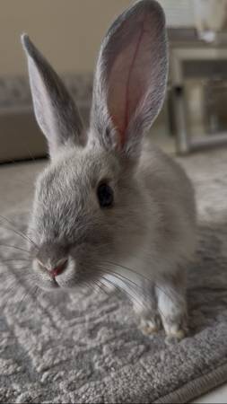 Conoce a Julieka | Conejo (Las Vegas)63860185430273120