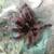 Juvenile female Versicolor tarantula 1 thumbnail