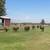 12 Angus Cross Heifers & Bulls – 250-350 lbs – Pasture Raised! 4 thumbnail