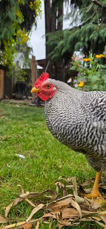 Rooster 1