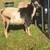 Billy goat 1 thumbnail