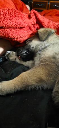 Puppy for rehoming (Johnson city)63896548363394123