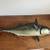 Vintage Skipjack Tuna Fish Taxidermy Half Mount wall hanging Decor 1 thumbnail