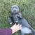 Canecorso pup 6 thumbnail
