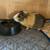 Guinea Pig 2 thumbnail