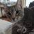 Cat looks for good home 3 thumbnail