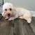 Toy Poodle 1 thumbnail