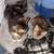 Kittens for rehoming 4 thumbnail