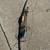 Vintage 1953 Bear Cub Glass Powered Long Bow 1 thumbnail