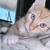 Kittens Need a Home - 4months old 2 thumbnail