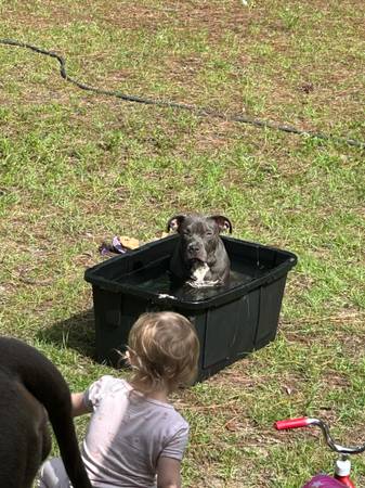 American Bully (Morriston)63861782233857120
