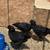Pullets for sale 2 thumbnail
