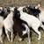 Nigerian Dwarf Goats! 1 thumbnail