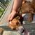 chiweenie puppies needing home 3 thumbnail