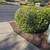 RAY'S LANDSCAPING 🇺🇸🇺🇸🌷🌲la, Jolla La mesa Check out our photos 21 thumbnail