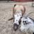 Rufus - Nigerian Dwarf Goat for rehoming 4 thumbnail
