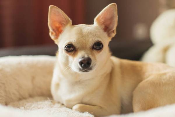 Loving Senior Chihuahua 1