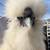 Silkie Roosters 5 thumbnail