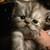 Persians 1 thumbnail
