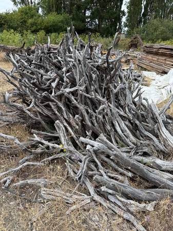 Manzanita 1