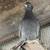 Pigeons 5 thumbnail