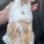 Rabbit 2 thumbnail