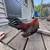 Bantam rooster 3 thumbnail